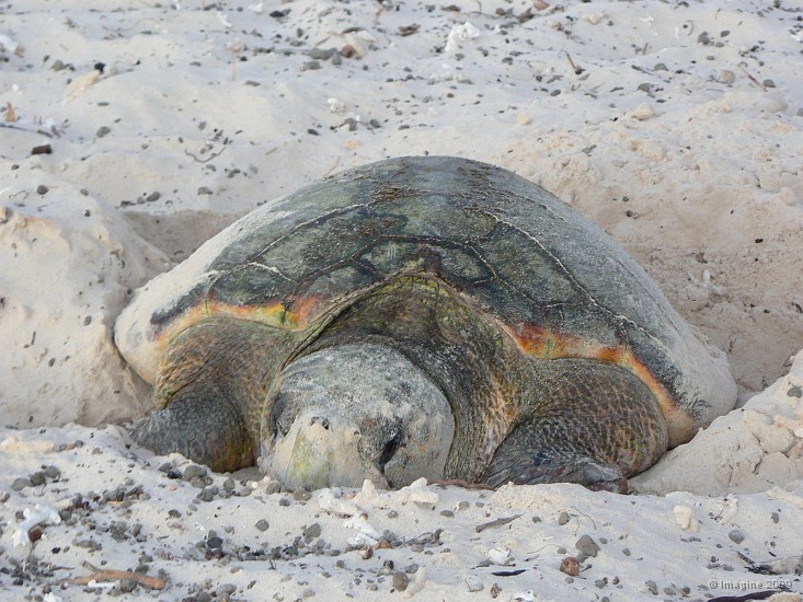 68- Une tortue caouanne vient pondre sur la plage.JPG